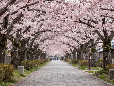 Cherry Blossom Alley